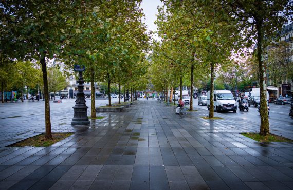 A serene urban street with lined trees and vehicles on a wet pavement, showcasing city life.